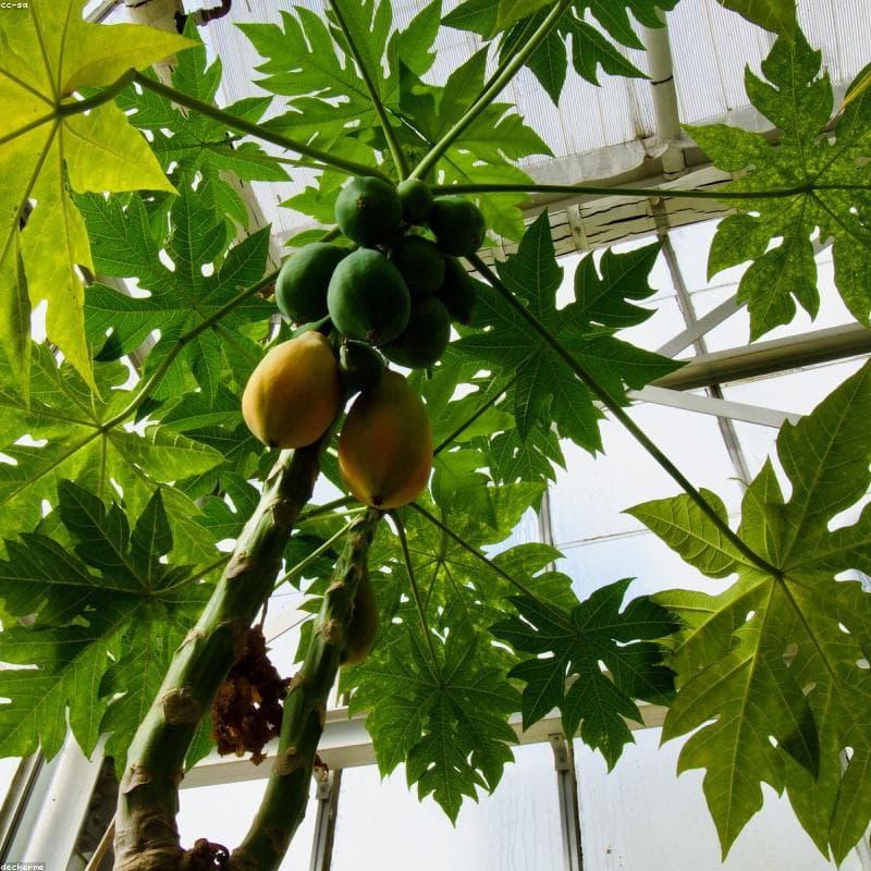 Organic Papaya (1 piece)